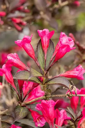 WEIGELA WINE AND ROSES  2L - image 3