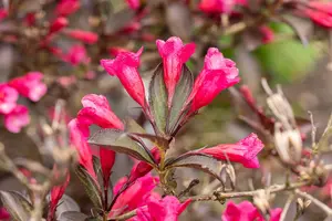 WEIGELA WINE AND ROSES  2L - image 2