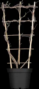 Wisteria  'Amethyst Falls' - C7.5 / trellis - image 2