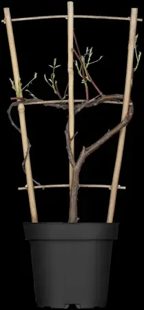 Wisteria  'Amethyst Falls' - C7.5 / trellis - image 1