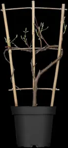 Wisteria  'Amethyst Falls' - 150-175 CM C5 Caned - image 1