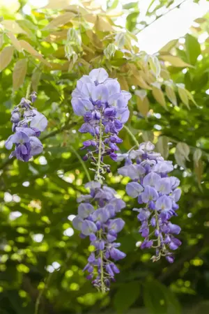 WISTERIA ARCH MIXED VARS 250X150 55L - image 3