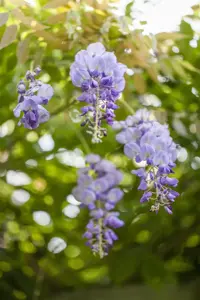 Wisteria brach. 'Okayama' - 175-200 CM C7.5