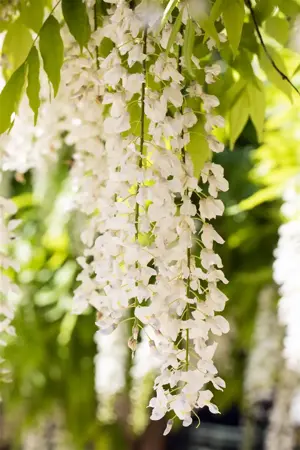 Wisteria brach. 'Shiro Kapitan' (Shiro kap. Fuiji) - 175-200 CM C7.5