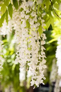Wisteria brach. 'Shiro Kapitan' (Shiro kap. Fuiji)