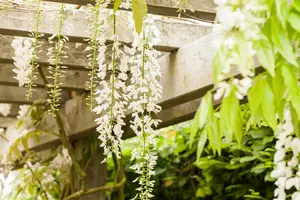 WISTERIA fl. ALBA 4.5L