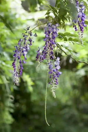 Wisteria flor. 'Burford' - 80-100 CM C2 CANED - image 1