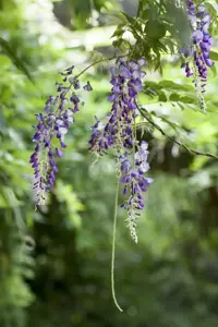 Wisteria flor. 'Burford' - 80-100 CM C2 CANED - image 1