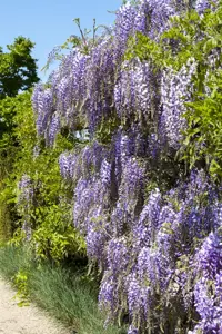 Wisteria flor. 'Burford' - 80-100 CM C2 CANED - image 2