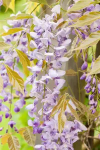 Wisteria flor. 'Burford' - 80-100 CM C2 CANED - image 4