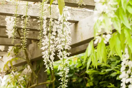 Wisteria flor. 'Burford' - 80-100 CM C2 CANED - image 3
