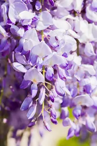 Wisteria flor. 'Domino' - 2 Ltr, 3 canes