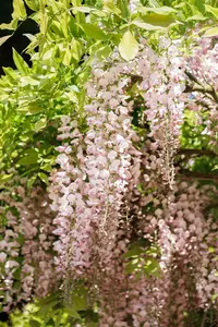 Wisteria flor. 'Honbeni'(Rosea) - 100-125 CM C2 + CANE - image 1