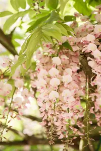 Wisteria flor. 'Honbeni'(Rosea) - 100-125 CM C2 + CANE - image 2
