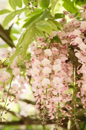 Wisteria flor. 'Honbeni'(Rosea) - STD 8-10 CM CONT     - image 2