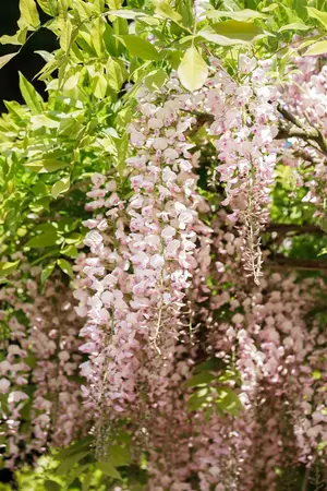 Wisteria flor. 'Honbeni'(Rosea) - 175-200 CM C5 - image 1