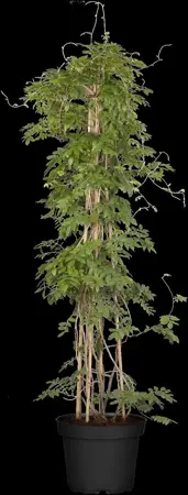 Wisteria flor. 'Issai-naga' - 60-80 CM C2