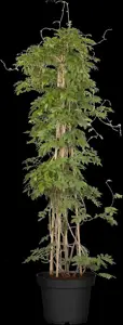 Wisteria flor. 'Issai-naga' - 60-80 CM C2