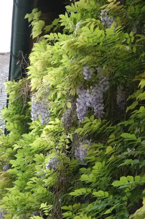 Wisteria flor. 'Lavander Falls' - 150-175 CM C5 Caned - image 5