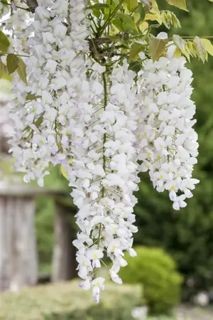 Wisteria flor. 'Shiro-noda'(long Alba) - 140-160 CM C5