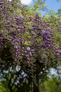 Wisteria flor. 'Violacea Plena' - 80-100 CM C2 - image 2