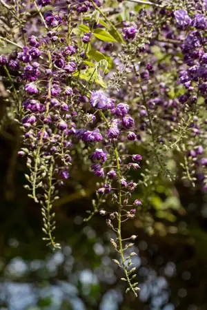 Wisteria flor. 'Violacea Plena' - 80-100 CM C2 CANED - image 1