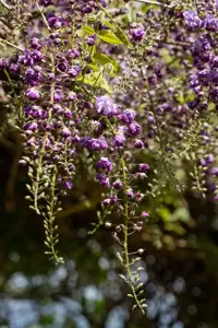 Wisteria flor. 'Violacea Plena' - 80-100 CM C2 CANED - image 1