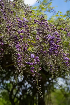 Wisteria flor. 'Violacea Plena' - 80-100 CM C2 CANED - image 2