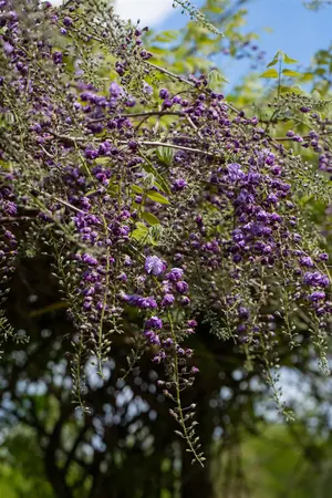 Wisteria flor. 'Violacea Plena' - 150-175 CM C10 - image 2