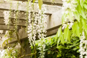 Wisteria floribunda - 80-100 CM C2 - image 3