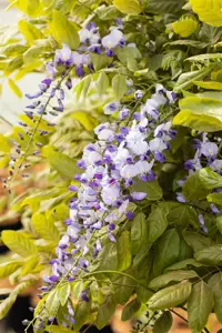 Wisteria floribunda macrobotrys - 2 Ltr, 3 canes - image 3