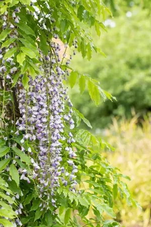 Wisteria floribunda macrobotrys - 140-160 CM C5 - image 4