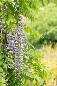 Wisteria floribunda macrobotrys - 140-160 CM C5 - image 4