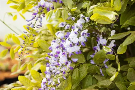 Wisteria floribunda macrobotrys - 140-160 CM C5 - image 2