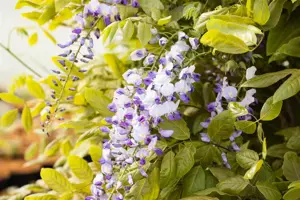 Wisteria floribunda macrobotrys - 140-160 CM C5 - image 2