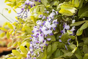 Wisteria floribunda macrobotrys - 250-300 CM C130 - image 2