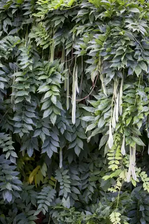 Wisteria sinensis - 2 Ltr, 4 canes - image 1