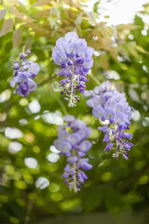 Wisteria sinensis - 10-15 CM P9 - image 2
