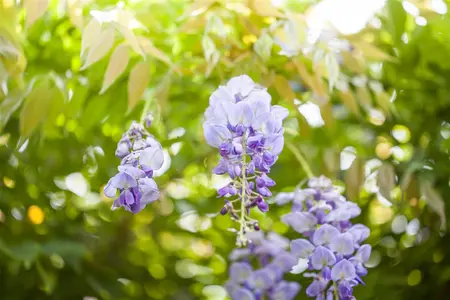 WISTERIA SINENSIS 4L - image 4