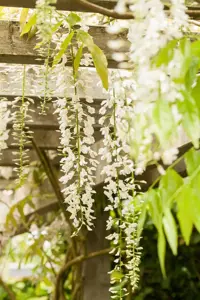 Wisteria sinensis 'Alba' - 60-80 CM C2 - image 2