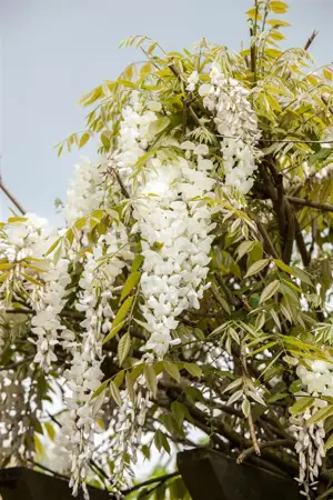 Wisteria sinensis 'Alba' - 60-80 CM C2 - image 3
