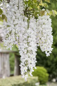 Wisteria sinensis 'Alba' - 150-175 CM C5 - image 5