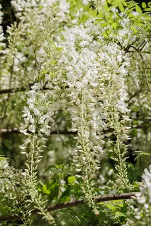 Wisteria sinensis 'Alba' - 150-175 CM C5 - image 5