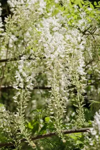 Wisteria sinensis 'Alba' - 150-175 CM C5 - image 5