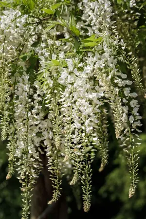 Wisteria sinensis 'Alba' - 175-200 CM C7.5 - image 4