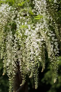 Wisteria sinensis 'Alba' - 175-200 CM C7.5 - image 4
