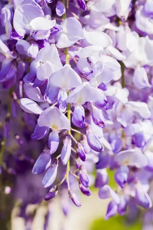 Wisteria sinensis 'Jako' - 80-100 CM C2 - image 5