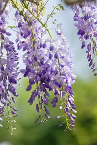 Wisteria sinensis 'Prolific' - 100-125 CM C2 + CANE - image 2