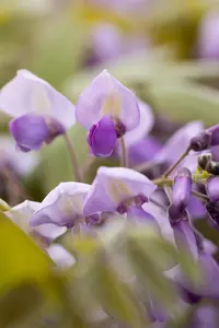 Wisteria sinensis 'Prolific' - 100-125 CM C2 + CANE - image 5