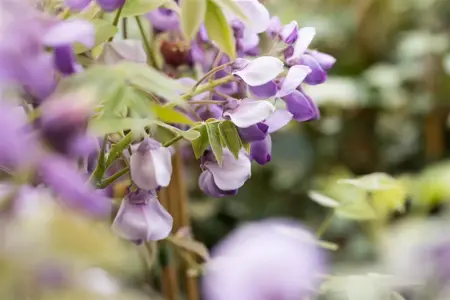 Wisteria sinensis 'Prolific' - 80-100 CM C2 - image 4